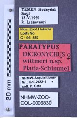 Etiketten zu Dicronychus wittmeri (Platia & Schimmel, 1997) (NHMW-ZOO-COL-0006830)